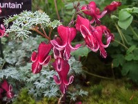 Dicentra hybrid 'Red Fountain'